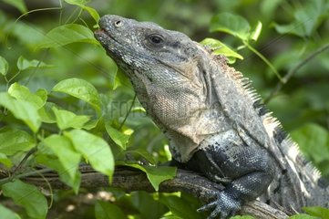 Leguan  die einige Blätter Yucatan Mexiko isst