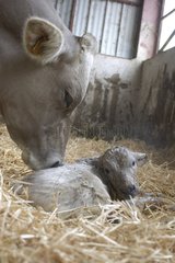 Brune cow and its new-born Calf France