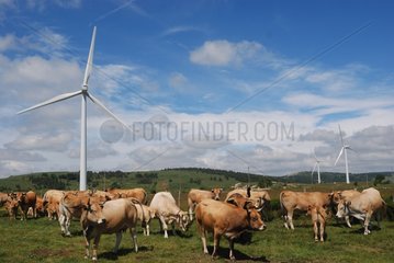 Cows in the meadow before the wind Languedoc France