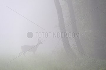 Roe in the morning mist in spring Vosges