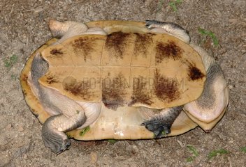 Common Toad-headed Turtle turned on its back Guyana