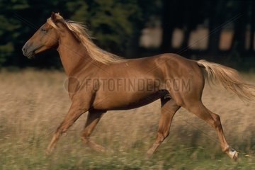 Horse running in pre France