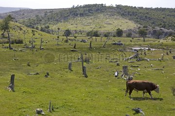 Deforestation for the creation of a Bovine pasture Chile
