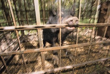 Wildschwein gefangen werden Südsttexas USA getötet