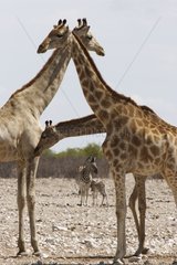 Group of Giraffes in the savanna Etosha Namibia