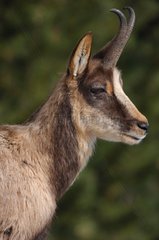 Portrait of a Southern chamois Pyrenees