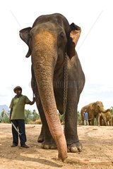Domestic Asian Elephant and its gardian Sri Lanka