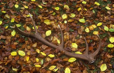 Bois de cerf sur un tapis de feuilles mortes