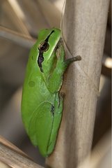 Tree Frog Maures Mountain France