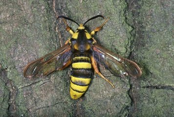 Horneth Moth posed on tree bark