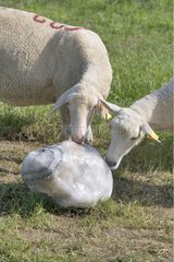 Ewe and its lamb licking a salt stone France