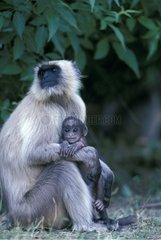 Female of Hanumans langur and her young India