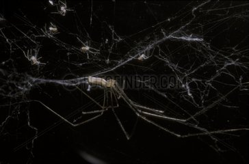 Trender Spider und ihre Neugeborenen im Alter von 24 Stunden Frankreich