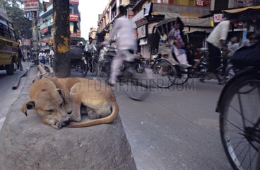 Hund schlÃ¤ft auf einer niedrigen Mauer in der Mitte der StraÃŸe Indien