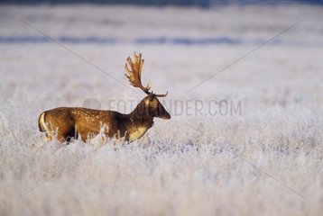 Male Fallow deer in frozen meadow Great Britain