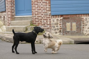 Dogs playing in an alley in Yport France