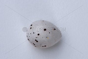Portrait of an European Oriole egg on a white background