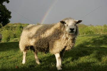 Sheep ram in field with storm sky and rainbow Cotswold UK