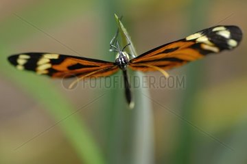 Butterfly exotic Heliconius hecale sheet