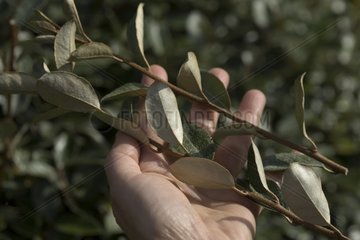 Cutting of a silverberry in a garden