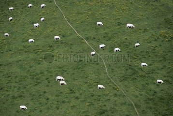 Air shot of Charolaises cows herd in meadow