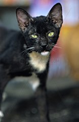 PortrÃ¤t einer schwarzen und weiÃŸen Katze Kambodscha
