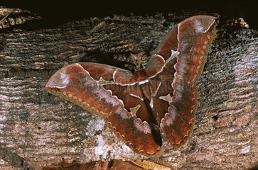 Moth on a trunk Nicaragua