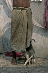 Cat rubbing the legs of a man Calcutta India