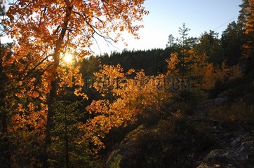 Forest Landscape in the autumn at sunset Sweden