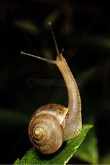 Snail careful on a leaf New Caledonia