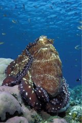 Gesätte Indo -Pazifik -Tag Oktopus -Pflege auf harten Korallenbali