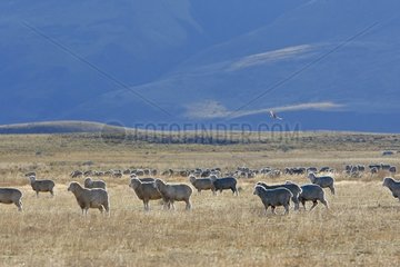 Merino sheep in the Argentine Pampas Patagonia