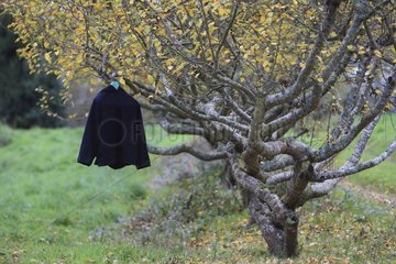 Jacket hung from a tree fruit of a hedge France