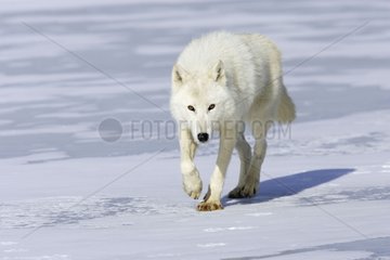 Wolf walking on the ice in the United States