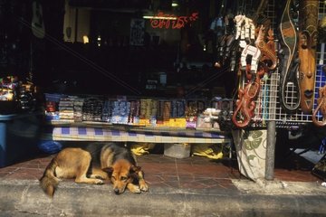 Dog laid down on the ground in front of a store Thailand
