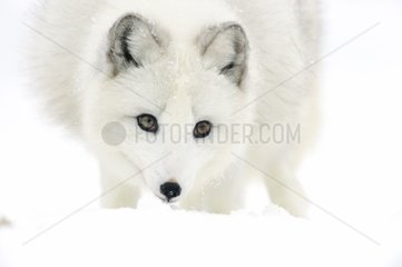 Arktischer Fuchs schnüffelte im Winter im Schnee