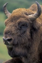 Portrait de Bison d'Europe Parc des Highlands Ecosse