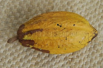 Cabosse de Cacao Guadeloupe