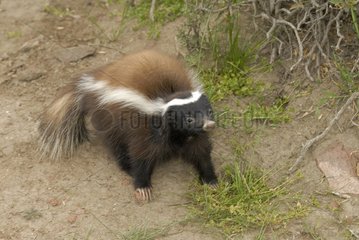 Patagonian hog-nosed skunk Argentine Patagonia
