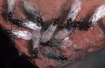 Swarm of sexual ants Barcelona Spain