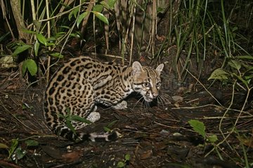 Ocelot growling to intimidate in undergrowth Belize