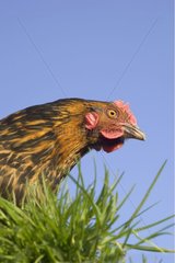 Portrait of a hen of cross race