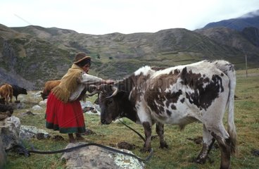 Paysanne bolivienne et vache au pâturage