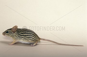 Striped grass mouse going Studio