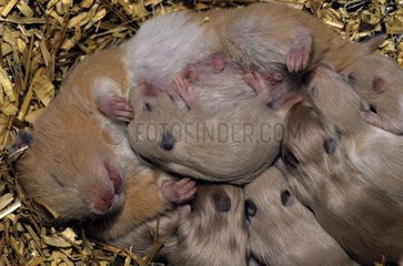 Female golden hamster nourishing its youngs France