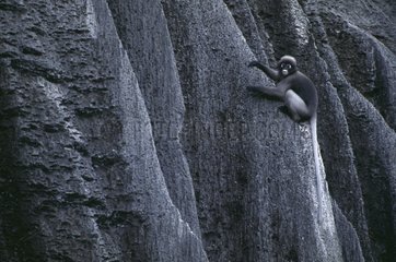 Dusky leaf monkey on a karst cliff Thailand