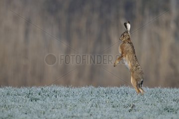 Brown hare standing on meadow and looks around Germany
