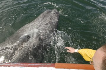 Tourist Whale watching concerning a gray Whale