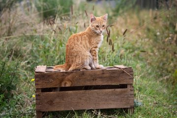 Red Cat sitting on a wooden box