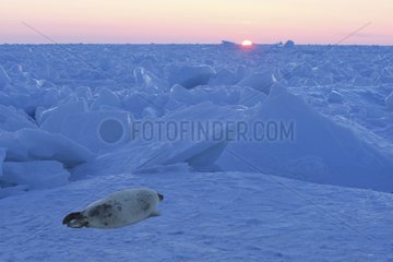 Young Harp seal on ice Cap aux Meules Canada
